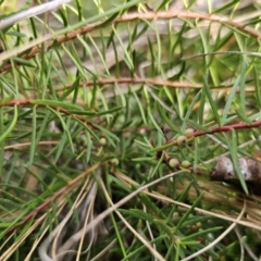 Persoonia chamaepeuce at Captains Flat, NSW - 23 Sep 2023 03:43 PM