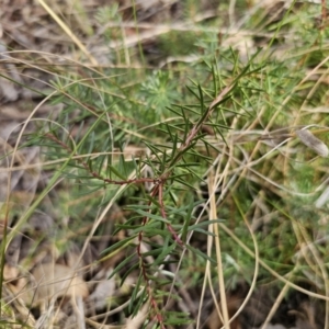 Persoonia chamaepeuce at Captains Flat, NSW - 23 Sep 2023 03:43 PM