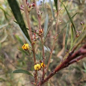 Daviesia mimosoides subsp. mimosoides at Captains Flat, NSW - 23 Sep 2023