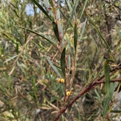 Daviesia mimosoides subsp. mimosoides at Captains Flat, NSW - 23 Sep 2023