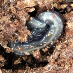 Caenoplana bicolor at Carwoola, NSW - 23 Sep 2023