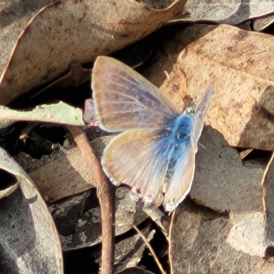 Lampides boeticus (Long-tailed Pea-blue) at Wanna Wanna Nature Reserve - 23 Sep 2023 by trevorpreston