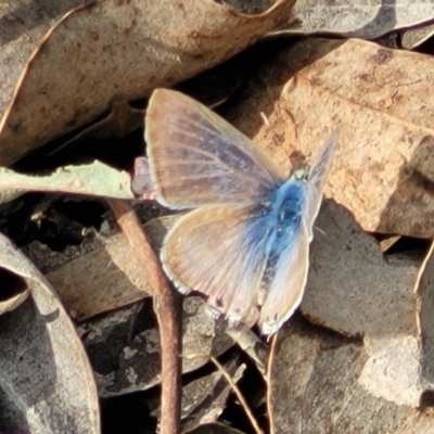 Lampides boeticus (Long-tailed Pea-blue) at Carwoola, NSW - 23 Sep 2023 by trevorpreston