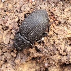 Adelium sp. (genus) (Adelium darkling beetle) at Carwoola, NSW - 23 Sep 2023 by trevorpreston