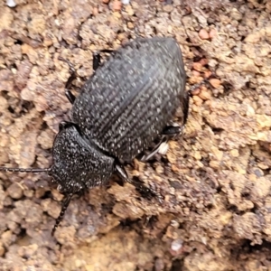 Adelium sp. (genus) at Carwoola, NSW - 23 Sep 2023