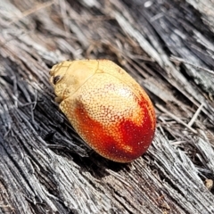 Paropsis (paropsine) genus-group (Unidentified 'paropsine' leaf beetle) at Wanna Wanna Nature Reserve - 23 Sep 2023 by trevorpreston