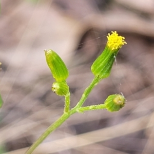 Senecio diaschides at Carwoola, NSW - 23 Sep 2023