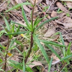 Senecio diaschides at Carwoola, NSW - 23 Sep 2023