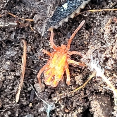 Trombidiidae (family) at Carwoola, NSW - 23 Sep 2023 by trevorpreston