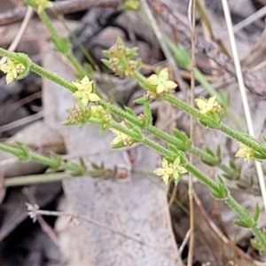 Galium gaudichaudii subsp. gaudichaudii at Carwoola, NSW - 23 Sep 2023 02:43 PM