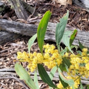 Acacia rubida at Carwoola, NSW - 23 Sep 2023