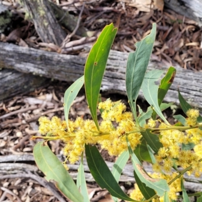 Acacia rubida (Red-stemmed Wattle, Red-leaved Wattle) at Carwoola, NSW - 23 Sep 2023 by trevorpreston