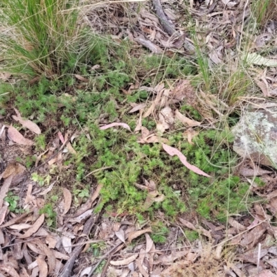 Acrotriche serrulata (Ground-berry) at Carwoola, NSW - 23 Sep 2023 by trevorpreston