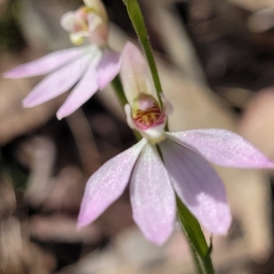 Caladenia carnea (Pink Fingers) at Wanna Wanna Nature Reserve - 23 Sep 2023 by trevorpreston