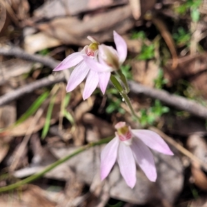 Caladenia carnea at Carwoola, NSW - 23 Sep 2023