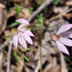 Caladenia carnea at Carwoola, NSW - 23 Sep 2023