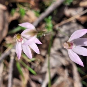 Caladenia carnea at Carwoola, NSW - 23 Sep 2023