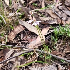 Caladenia carnea at Carwoola, NSW - 23 Sep 2023