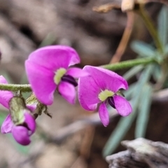 Glycine clandestina (Twining Glycine) at Wanna Wanna Nature Reserve - 23 Sep 2023 by trevorpreston