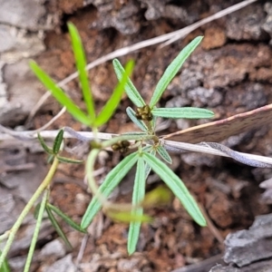 Glycine clandestina at Carwoola, NSW - 23 Sep 2023