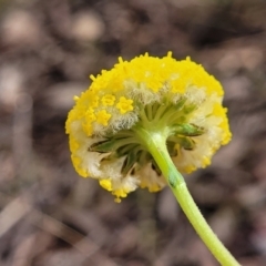 Craspedia variabilis (Common Billy Buttons) at Wanna Wanna Nature Reserve - 23 Sep 2023 by trevorpreston