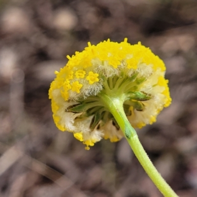 Craspedia variabilis (Common Billy Buttons) at Carwoola, NSW - 23 Sep 2023 by trevorpreston