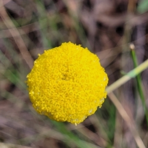 Craspedia variabilis at Carwoola, NSW - 23 Sep 2023