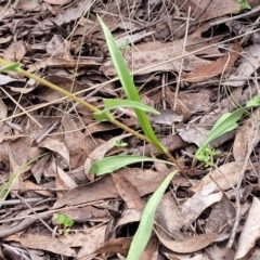 Craspedia variabilis at Carwoola, NSW - 23 Sep 2023