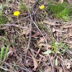 Craspedia variabilis at Carwoola, NSW - suppressed