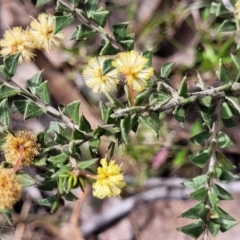 Acacia gunnii (Ploughshare Wattle) at Carwoola, NSW - 23 Sep 2023 by trevorpreston