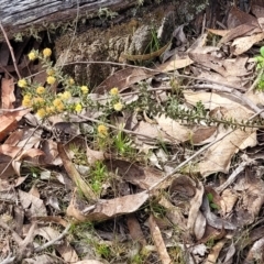 Acacia gunnii at Carwoola, NSW - 23 Sep 2023