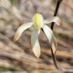 Caladenia ustulata (Brown Caps) at Carwoola, NSW - 23 Sep 2023 by trevorpreston