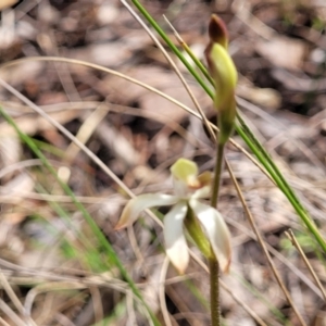 Caladenia ustulata at Carwoola, NSW - 23 Sep 2023