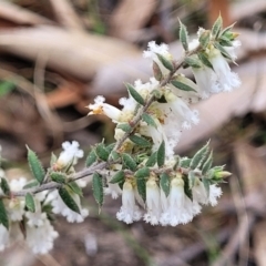 Leucopogon fletcheri subsp. brevisepalus (Twin Flower Beard-Heath) at Carwoola, NSW - 23 Sep 2023 by trevorpreston