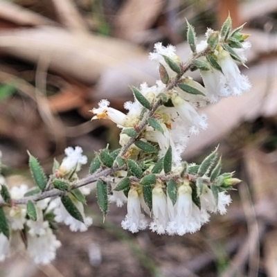 Leucopogon fletcheri subsp. brevisepalus (Twin Flower Beard-Heath) at Carwoola, NSW - 23 Sep 2023 by trevorpreston