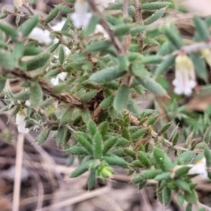 Styphelia fletcheri subsp. brevisepala at Carwoola, NSW - 23 Sep 2023