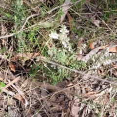 Styphelia fletcheri subsp. brevisepala at Carwoola, NSW - 23 Sep 2023