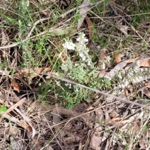 Styphelia fletcheri subsp. brevisepala at Carwoola, NSW - 23 Sep 2023