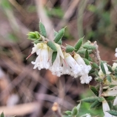 Styphelia fletcheri subsp. brevisepala at Carwoola, NSW - 23 Sep 2023