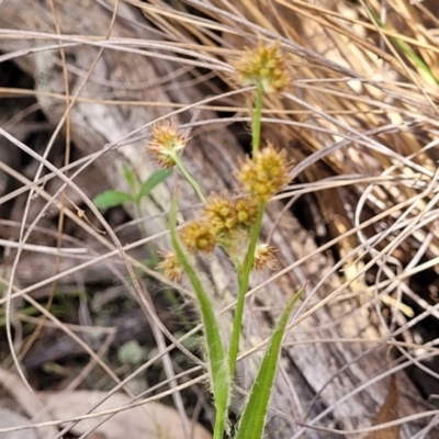 Luzula (genus) (Woodrush) at Wanna Wanna Nature Reserve - 23 Sep 2023 by trevorpreston