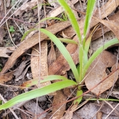 Luzula sp. at Carwoola, NSW - 23 Sep 2023