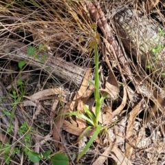 Luzula sp. at Carwoola, NSW - 23 Sep 2023