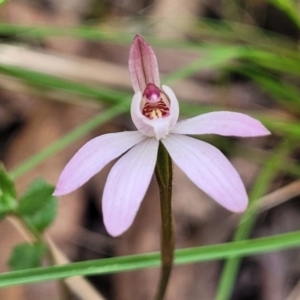 Caladenia fuscata at Carwoola, NSW - suppressed