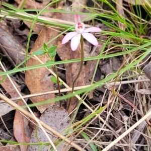 Caladenia fuscata at Carwoola, NSW - suppressed