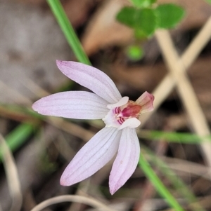 Caladenia fuscata at Carwoola, NSW - suppressed