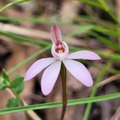 Caladenia fuscata at Carwoola, NSW - suppressed