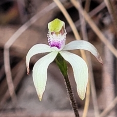 Caladenia ustulata (Brown Caps) at Wanna Wanna Nature Reserve - 23 Sep 2023 by trevorpreston