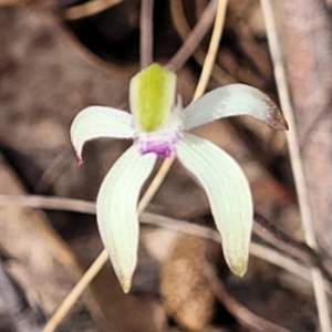 Caladenia ustulata at Carwoola, NSW - suppressed