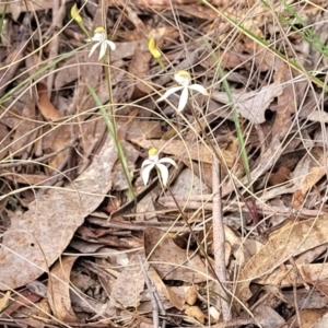 Caladenia ustulata at Carwoola, NSW - suppressed