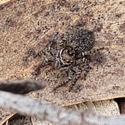 Maratus griseus (Jumping spider) at Wanna Wanna Nature Reserve - 23 Sep 2023 by trevorpreston
